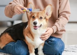 Basic Grooming (Doorstep)