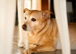 Dog Fear & Anxiety Correction