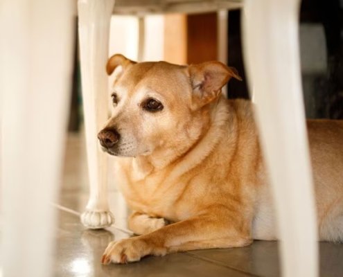 Dog Fear & Anxiety Correction