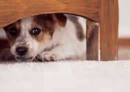 Fear & Anxiety Correction