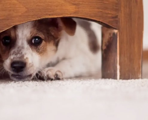 Fear & Anxiety Correction