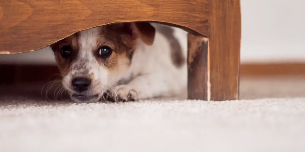 Fear & Anxiety Correction