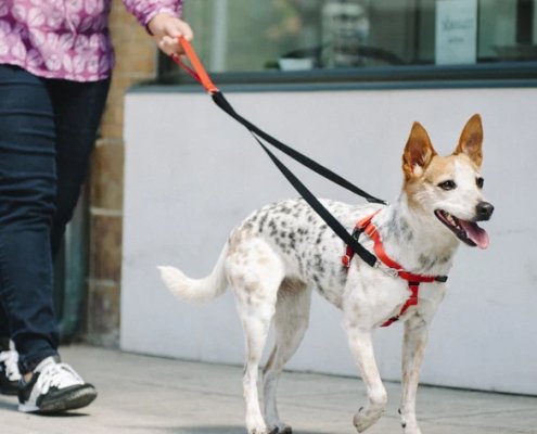 Leash Walking & Obedience Training