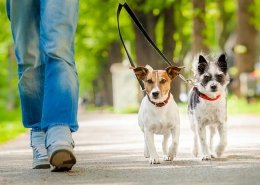 Leash Walking & Obedience Training