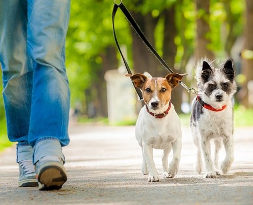 Leash Walking & Obedience Training
