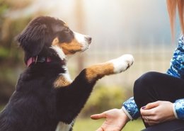 Puppy Foundation Training