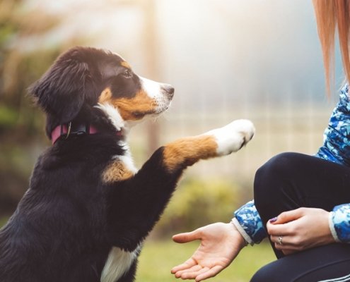 Puppy Foundation Training