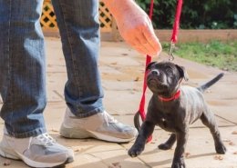 Puppy Foundation Training