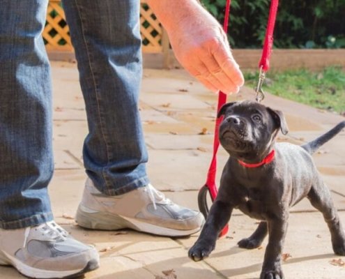 Puppy Foundation Training