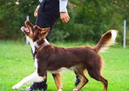 Socialisation Training