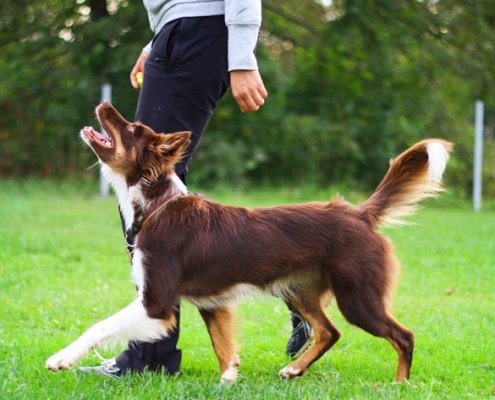 Socialisation Training